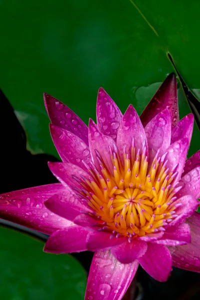 暖かい朝の太陽の下で 明るいピンクと紫色の蓮の花を咲かせます 緑の蓮の葉に囲まれて — ストック写真