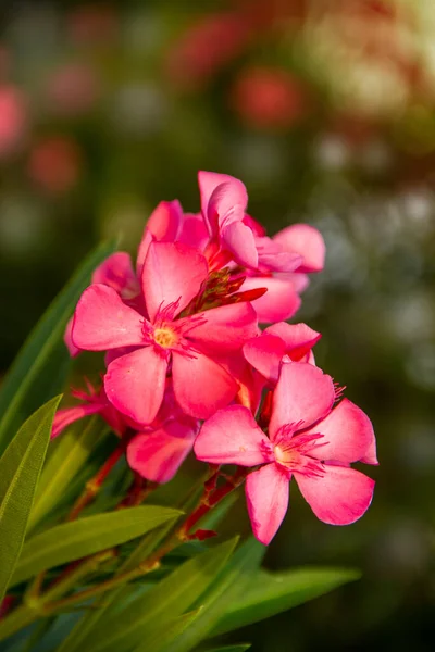 Blooming Pink Oleander Flowers Nerium Garden Selective Focus Copy Space — Stock Photo, Image