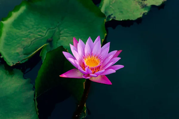 太陽の光を放つ天然池の紫ピンクの蓮の花 梅雨の緑の葉を完備 — ストック写真