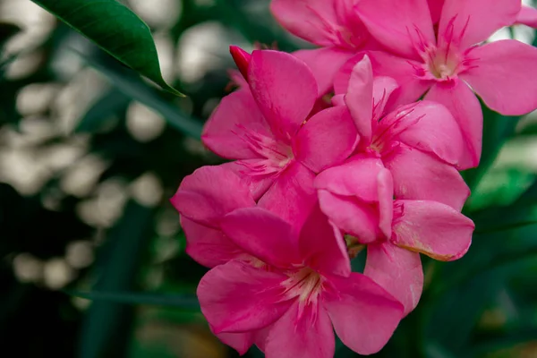 Blooming Pink Oleander Flowers Nerium Garden Selective Focus Copy Space — Stock Photo, Image