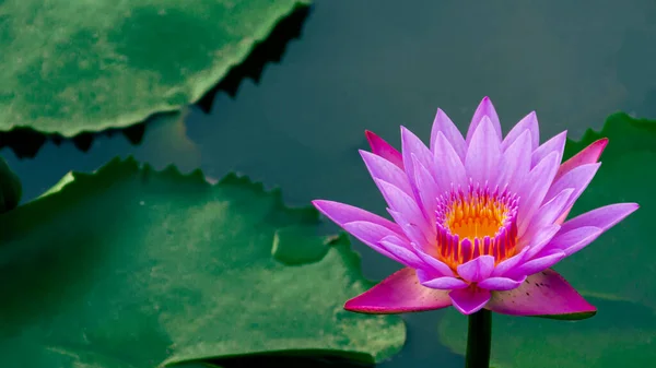 太陽の光を放つ天然池の紫ピンクの蓮の花 梅雨の緑の葉を完備 — ストック写真