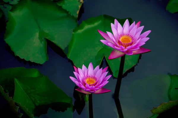 太陽の光を放つ天然池の紫ピンクの蓮の花 梅雨の緑の葉を完備 — ストック写真