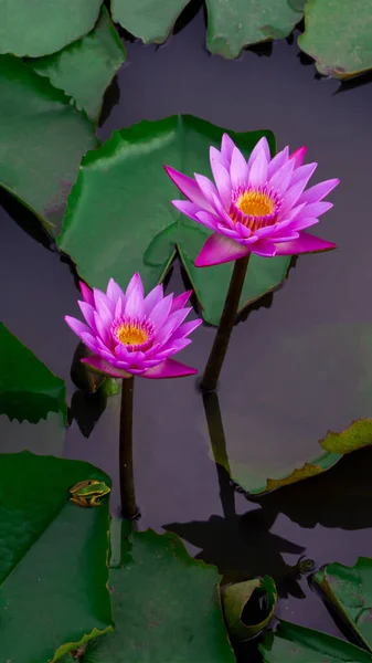 太陽の光を放つ天然池の紫ピンクの蓮の花 梅雨の緑の葉を完備 — ストック写真