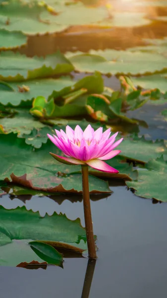 太陽の光を放つ天然池の紫ピンクの蓮の花 梅雨の緑の葉を完備 — ストック写真