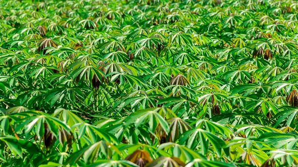 Tarladaki Cassava Çiftliğinin Resmi Yeşil Kasavanın Genç Çekimleri Tapioca Tarlaları — Stok fotoğraf