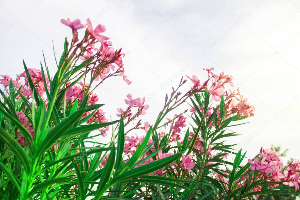 Blooming pink oleander flowers or nerium in garden. Selective focus. Copy space. Blossom spring, exotic summer, sunny woman day concept