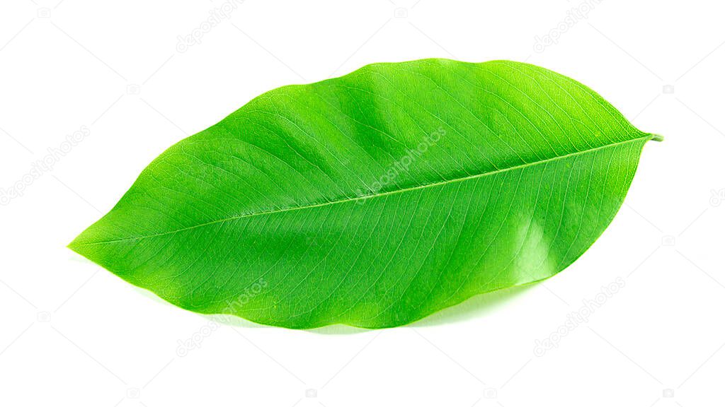 Single green leaves On a white background Used for design work