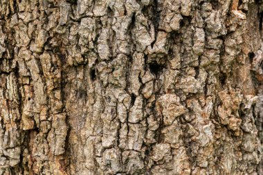 Ağacın gövdesinin yüzeyi kabuktur. Sert yüzey