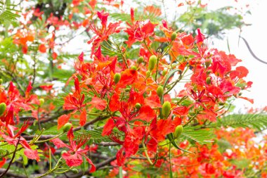 Khlong Bambu Botanik Bahçeleri, kırmızı, turuncu renkli, yüksek zeminde güzel çiçekler, nemli ve serin hava