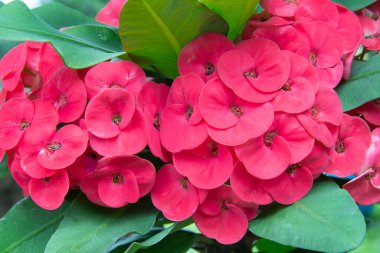 Bahçede açan kırmızı pembe Poi Sian çiçeklerini kapat. Dikenli çiçekler ya da öforbi milli Desmoul ya da İsa dikenli çiçekleri, Kamboçya