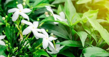Gardenya yaseminoides, yeşil yapraklı ve güzel kokulu küçük beyaz bir çiçektir..