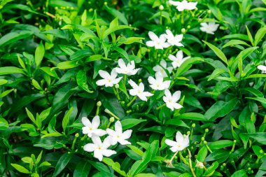 Gardenya yaseminoides, yeşil yapraklı ve güzel kokulu küçük beyaz bir çiçektir..