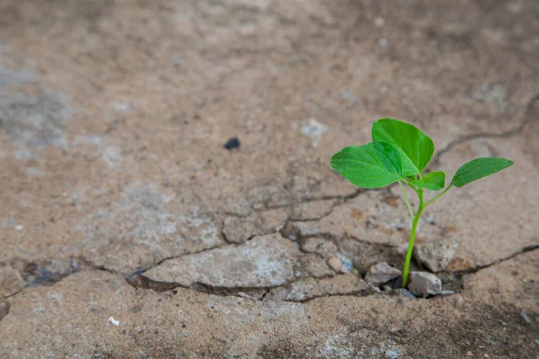 Conceitos Ecológicos Mudas Brotam Chão Cimento Rachado Natureza Poderosa — Fotografia de Stock