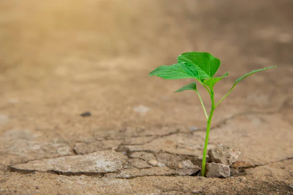 Ekoloji kavramlarına göre çimento zeminde filizlenen tohumlar. Güçlü doğa.