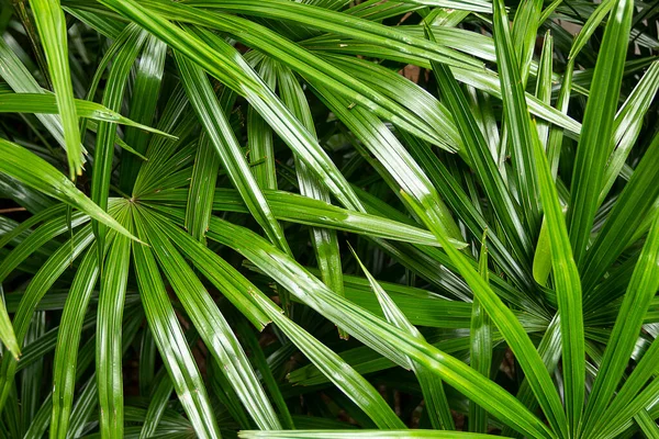 棕榈美丽的绿叶堆满了许多 — 图库照片