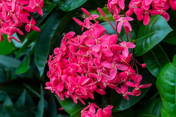 Крупним Планом Червона Голчаста Квітка Голчаста Квітка Зеленим Листям Фону — стокове фото