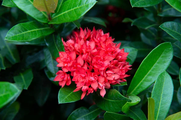 Крупним Планом Червона Голчаста Квітка Голчаста Квітка Зеленим Листям Фону — стокове фото