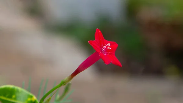 Gentiana Verna Spring Gentian 春に撮影された野生の植物 — ストック写真