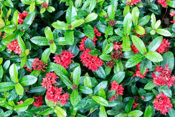 赤い針の花 緑の葉を持つ針の花のクローズアップ — ストック写真