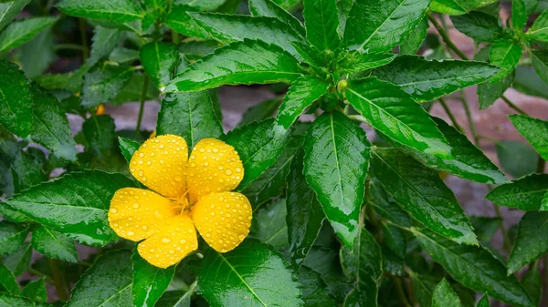 美しい黄色の花ダミナ緑の葉を背景に — ストック写真