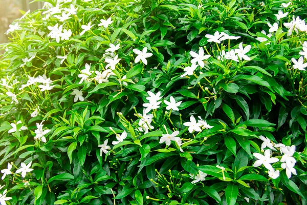 Gardenia jasminoides flower is a small white flower with green leaves with a beautiful delicate fragrance.