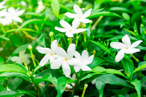 Gardenia jasminoides flower is a small white flower with green leaves with a beautiful delicate fragrance.