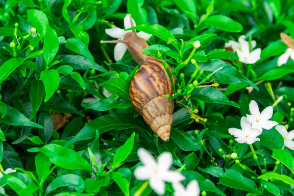 Цветок Gardenia Jasminoides Небольшой Белый Цветок Зелеными Листьями Красивым Нежным — стоковое фото