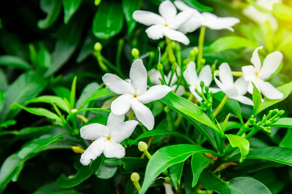 Gardenia Jasminoides Virág Egy Kis Fehér Virág Zöld Levelek Egy — Stock Fotó