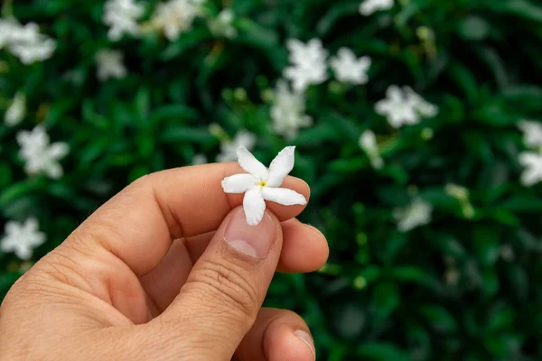 Gardenia jasminoides flower is a small white flower with green leaves with a beautiful delicate fragrance.