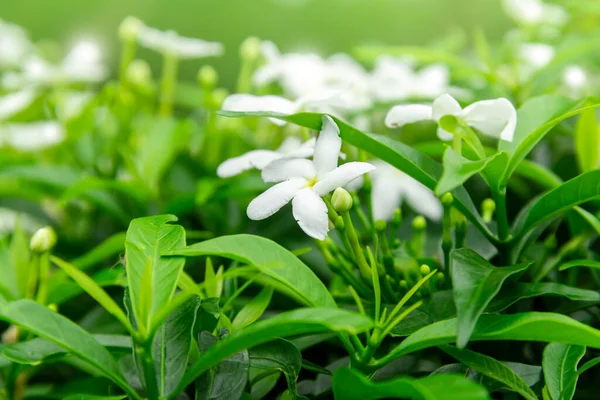 Gardenia jasminoides flower is a small white flower with green leaves with a beautiful delicate fragrance.