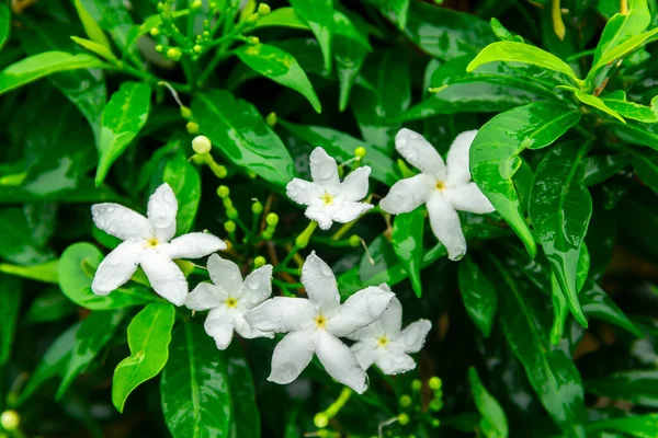 クチナシヤスミノイドの花は小さな白い花で 緑色の葉に美しい繊細な香りがあります — ストック写真