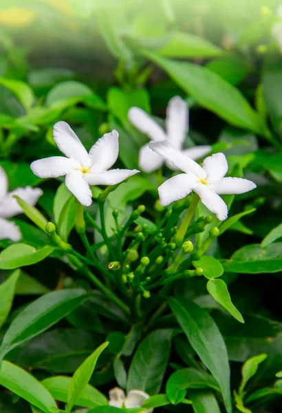 Квітка Гарденії Жасминоїди Маленька Біла Квітка Зеленим Листям Красивим Ніжним — стокове фото