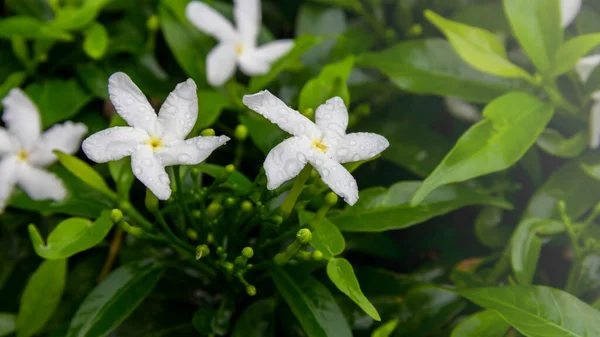 Gardenia Jasminoides Flower Small White Flower Green Leaves Beautiful Delicate — Stock Photo, Image