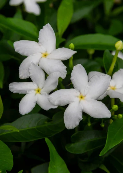 Gardenia Jasminoides Blume Ist Eine Kleine Weiße Blume Mit Grünen — Stockfoto
