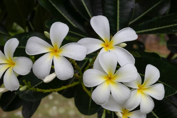 白いフランジパニ熱帯の花 木に咲くプルメリアの花 スパの花 — ストック写真