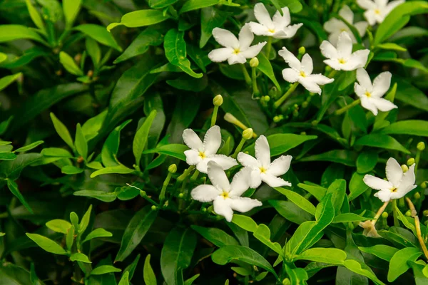 Gardenia jasminoides flower is a small white flower with green leaves with a beautiful delicate fragrance.