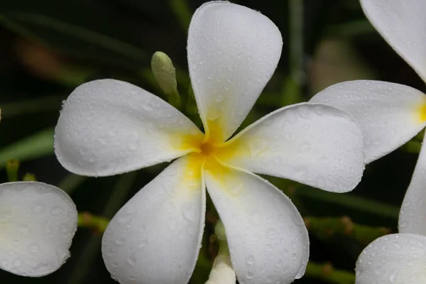 Beyaz Frangipani Tropikal Çiçeği Ağaçta Açan Plumeria Çiçeği Spa Çiçeği — Stok fotoğraf