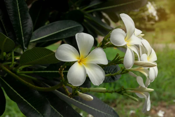 Beyaz Frangipani Tropikal Çiçeği Ağaçta Açan Plumeria Çiçeği Spa Çiçeği — Stok fotoğraf