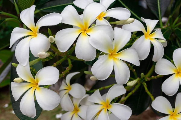 Weiße Frangipani Tropische Blume Plumeria Blume Blüht Auf Baum Kurblume — Stockfoto