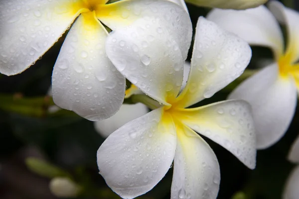 Beyaz Frangipani Tropikal Çiçeği Ağaçta Açan Plumeria Çiçeği Spa Çiçeği — Stok fotoğraf