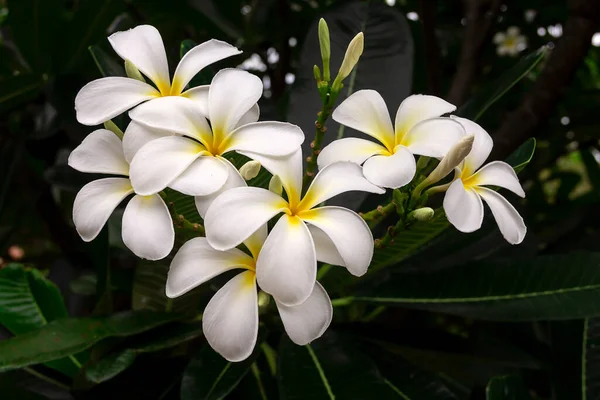 Beyaz Frangipani Tropikal Çiçeği Ağaçta Açan Plumeria Çiçeği Spa Çiçeği — Stok fotoğraf