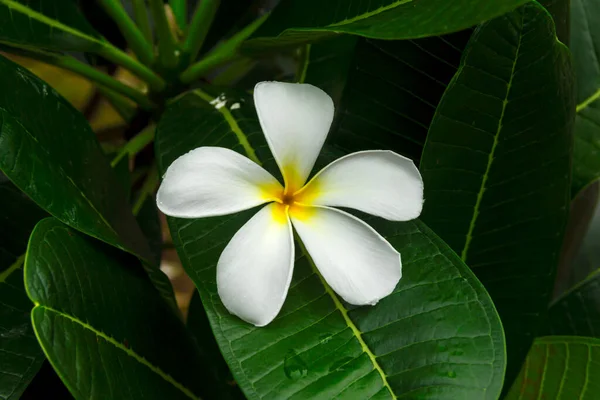 Біла Франгіпані Тропічна Квітка Квітка Сливи Цвіте Дереві Спа Квітка — стокове фото