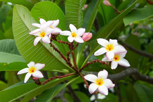 Beyaz Frangipani Tropikal Çiçeği Ağaçta Açan Plumeria Çiçeği Spa Çiçeği — Stok fotoğraf