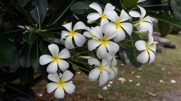 Beyaz Frangipani Tropikal Çiçeği Ağaçta Açan Plumeria Çiçeği Spa Çiçeği — Stok fotoğraf