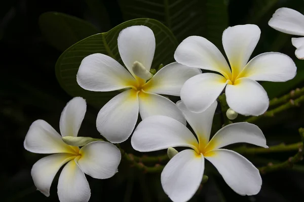 白いフランジパニ熱帯の花 木に咲くプルメリアの花 スパの花 — ストック写真