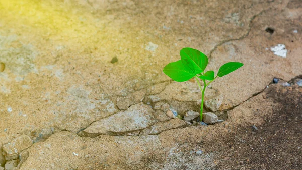 Ekoloji kavramlarına göre çimento zeminde filizlenen tohumlar. Güçlü doğa.