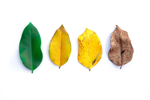 Diferentes Folhas Idade Fundo Branco Conceito Folha Nascido Até Morte — Fotografia de Stock