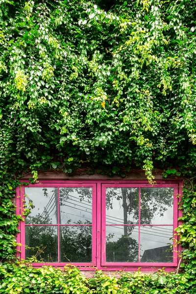 Parlak pembe pencereler parlak yeşil yapraklarla çevrili ve mükemmel tasarımla güzel bir doğa.