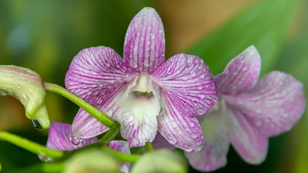 Kartpostal güzelliği ve tasarım konsepti için bahçedeki orkide çiçekleri, mor falanopsis orkide tarım konsepti