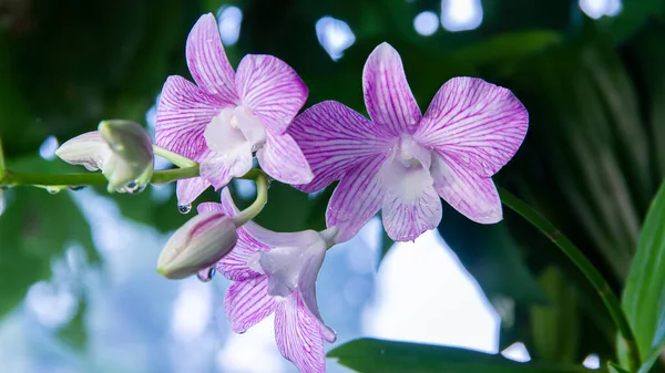 Orchideenblumen Garten Für Postkartenschönheit Und Designkonzept Lila Phalaenopsis Orchideenanbaukonzept — Stockfoto